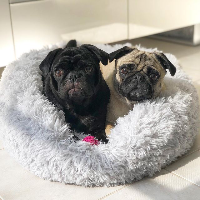 Two pugs resting in a calming dog bed