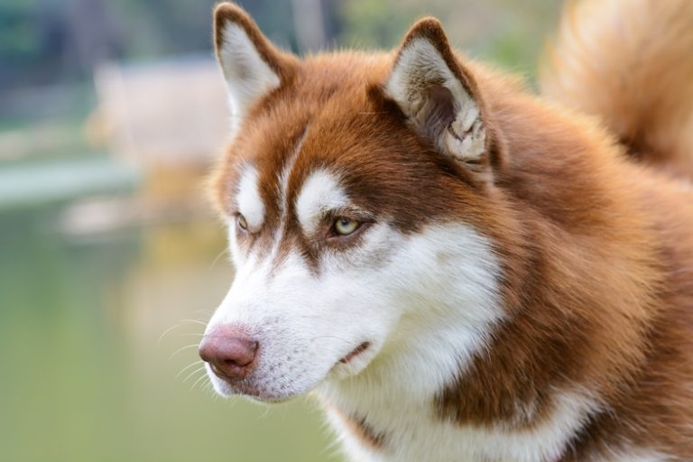 The Siberian Brown Husky - Owner Guide & Top Questions Answered