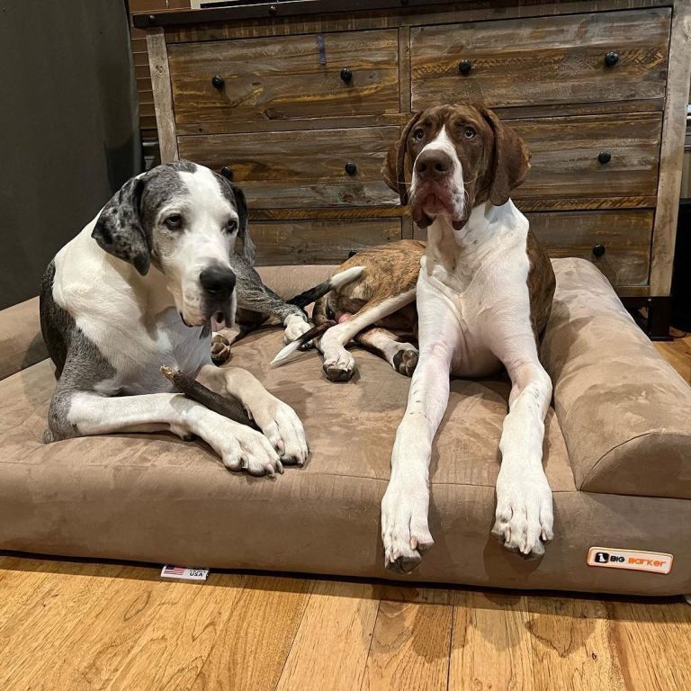 6 Best Giant Dogs Beds for Great Danes Dog Wish