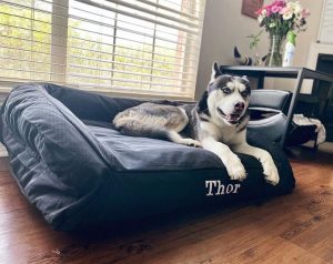 Husky resting on a K9 Ballistics dog bed