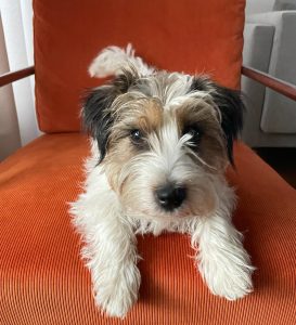 Long Haired Jack Russell on a chair